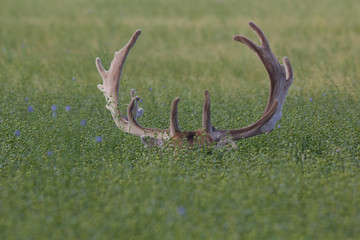 ANTLERS SHOWING IN BLUE FLOWER FIELD