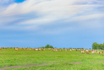 Fototapeta premium panorama of a large herd of many horses grazing on a green meadow, summer hot day, against the large blue sky