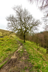 Obraz premium A view of a muddy trail path with green vegetation and naked trees under a white cloudy sky
