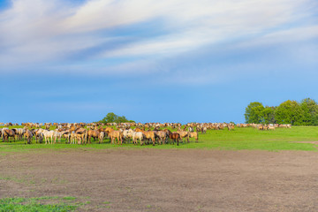 Obraz premium panorama of a large herd of many horses grazing on a green meadow, summer hot day, against the large blue sky