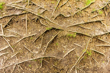 A patern view of tree roots with some green vegetation