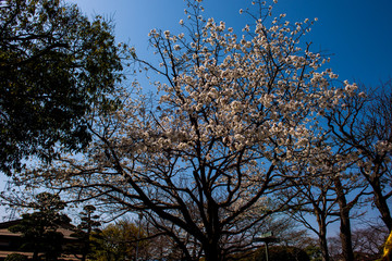 平和市民公園の桜