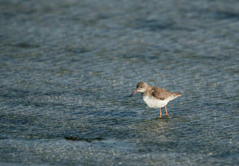 Common Redshank, Bahrain 