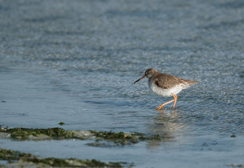 Common Redshank ar Eker Creek, Bahrain 