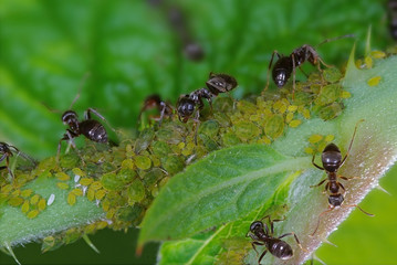 ants guarding an aphids herd