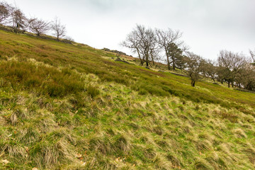 A view of a grassy slope hill with some naked trees under a white cloudy sky