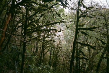 tree in the forest