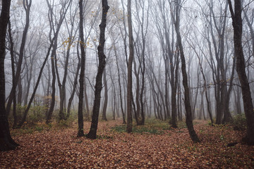 Obraz premium trees in the fog