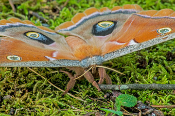 Obraz premium Closeup of a Polyphemus Moth sitting in green grass.