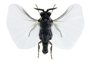 Xenos  vesparum, an insects parasite of wasps