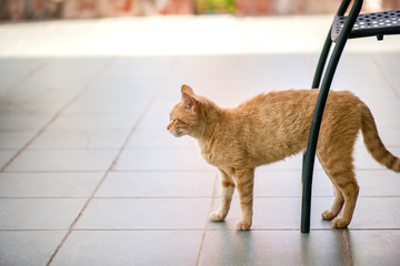 Garden terrace table set up for a lovely brunch on the weekend. Cat is walking through garden, trying to be cute and lovely and to find some food
