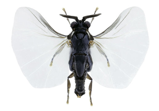 Xenos  vesparum, an insects parasite of wasps