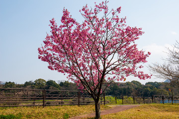 桜づつみ公園の陽光