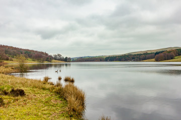 A view of a calm lake with some ducks surrounded with trees and green vegetation under a white cloudy sky