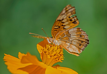 A Great Spangled Fritilary feeds on orange flowers.