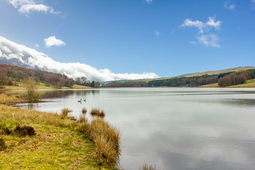 Fototapeta premium A view of a calm lake with some ducks surrounded with trees and green vegetation under a majestic blue sky and white clouds
