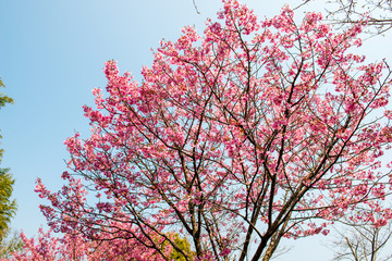 桜づつみ公園の陽光