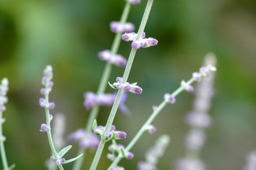 Lavender Flower