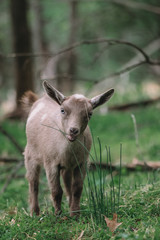 Nigerian Dwarf Goat Dairy Doe Kid
