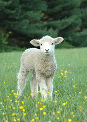 Fototapeta premium LEICESTER LONGWOOL SHEEP Lamb