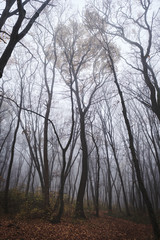 trees in the fog