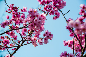 桜づつみ公園の陽光