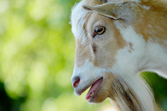 Nigerian Dwarf Goat Buck 