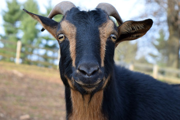 Nigerian Dwarf Goat Natural Horns