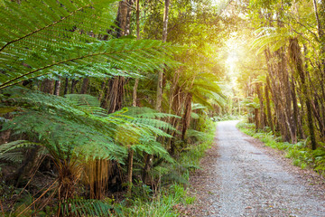 Empty, unpaved dirt road through jungle forest rainforest of tree ferns, South Island, West Coast, New Zealand. Adventure travel exploring remote locations background.