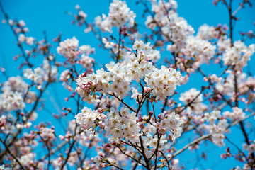 桜づつみ公園の桜