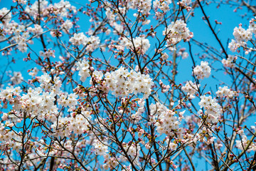 桜づつみ公園の桜