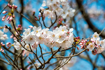 桜づつみ公園の桜