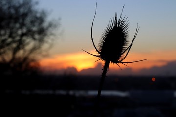 silhouette d'une fleur devant un coucher de soleil