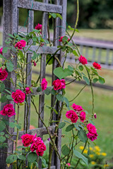 Fototapeta na wymiar A Rose trellis is covered with red climbing roses.