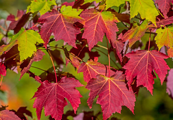 Close up red leaves in fall season in the Smokies.