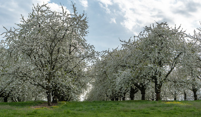 Blühende Kirschbäume