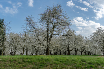Fototapeta na wymiar Blühende Kirschbäume