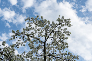 Blühende Kirschbäume