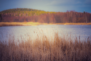 reed in the foreground small lake and forest on a hill in the background