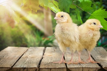 Cute little chicken isolated on white