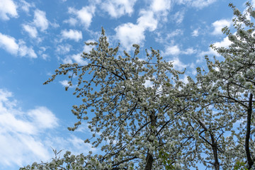 Blühende Kirschbäume