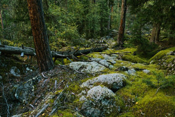 moss in the forest