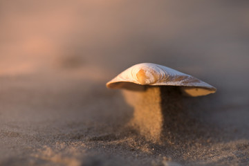Small seashell laying on beach side during sand storm. Wind created beautiful miniature dunes which are holding shells on top. Calm, relaxing, meditation nature background