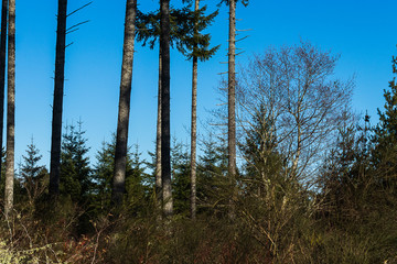 tall trees in a forest on a bright sunny day