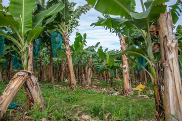 Obraz premium banane, fruit, vert, arbre, aliment, bouquet, tropical, plante, nature, agriculture, frais, sain, ferme, plantation, organique, brut, jaune, fruit, feuille, naturel, mûr, bananier, Guadeloupe