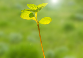 Sprout of a zinnia in the spring garden, macro