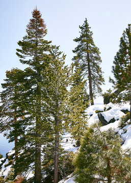 Pine Trees on a Snowy Hillside 