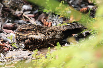 Satanic nightjar or Heinrich's nightjar (Eurostopodus diabolicus) in Lore Lindu National Park, Sulawesi island, Indonesia
