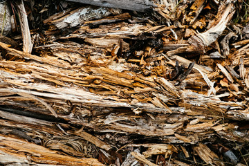 Fototapeta premium texture of rotten wood