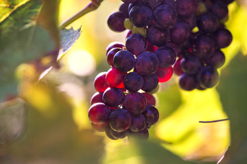 Fresh, sweet, green, dark blue or red grapes hanging from branch. Sunset background. Local backyard-grown grapes ready for harvest. Healthy fruit background. 